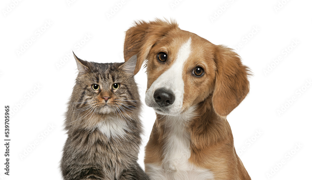 Cat and dog together looking at the camera Isolated on white