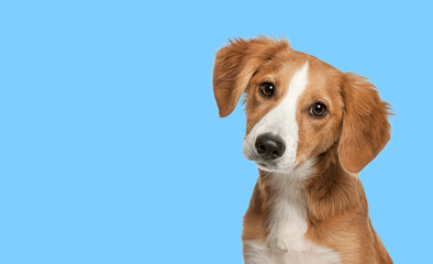 Close-up of Mixed-breed puppy, 4 months old, in front of white b
