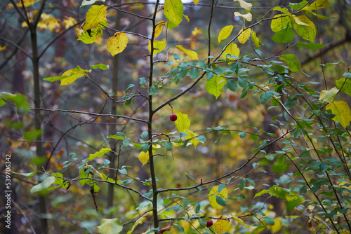 Autumn bushs with yellow leaves, selectve focus