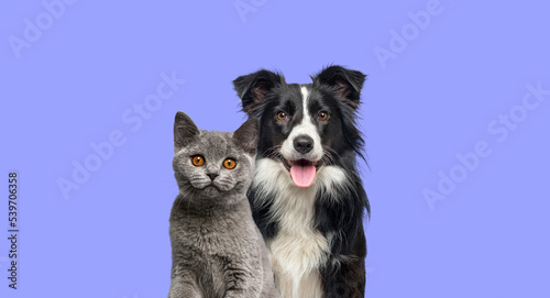 British Shorthair cat kitten and a border collie dog with happy expression together on blue background, banner framed, looking at the camera