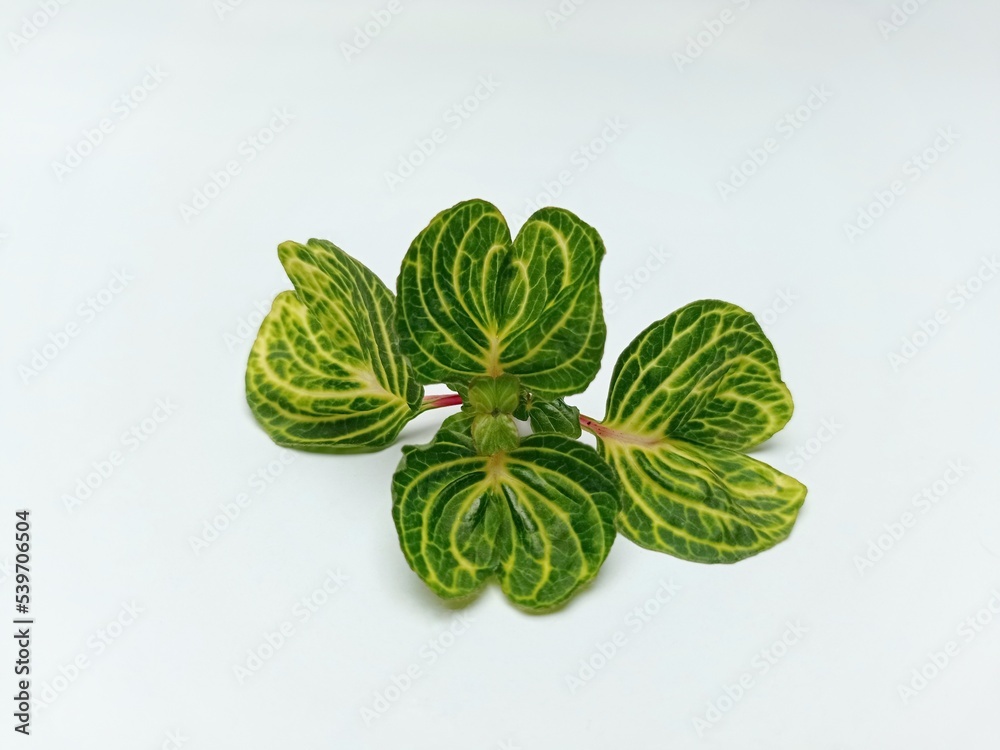 Obraz premium four green leaves on a white background