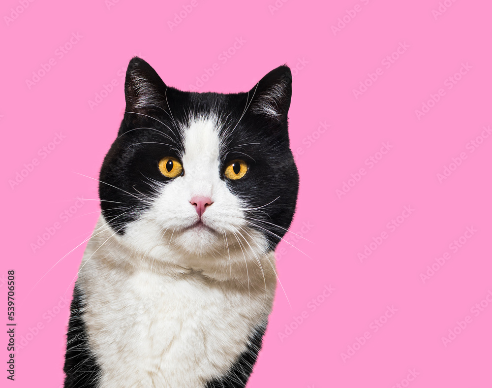 Black and white Mixed breed cat portrait, yellow eyed,  against pink background