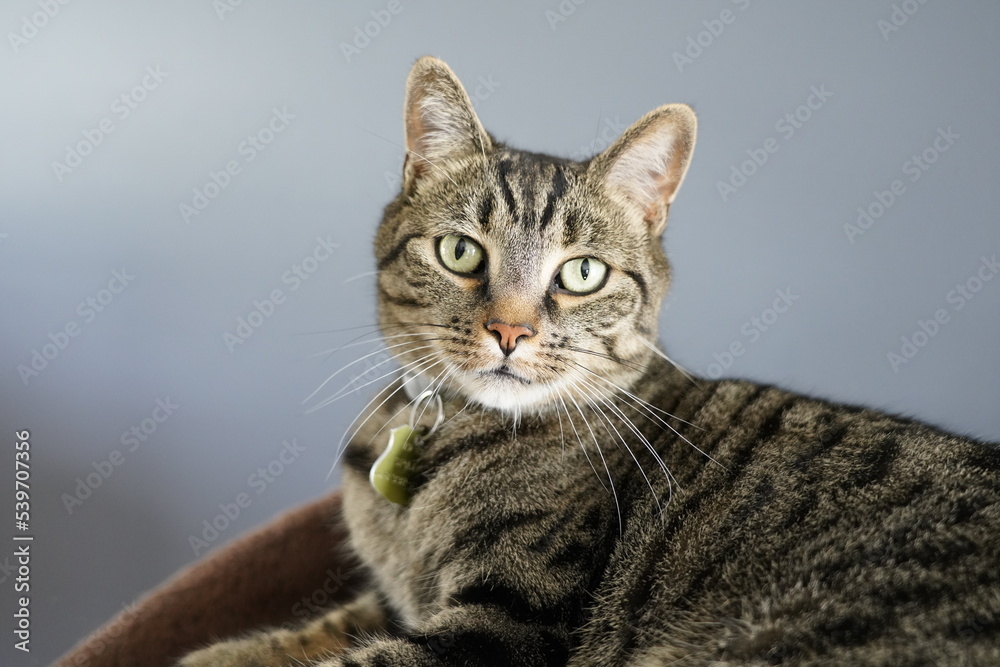 Portrait of striped tabby cat with green eyes