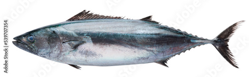 фотографія Bonito fish on white isolated background. Have a clipping path