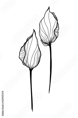vector illustration flower abstract tulip black and white