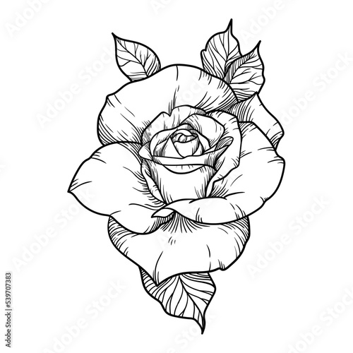 illustration black and white nature flower leaves rose