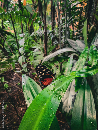 mariposas 