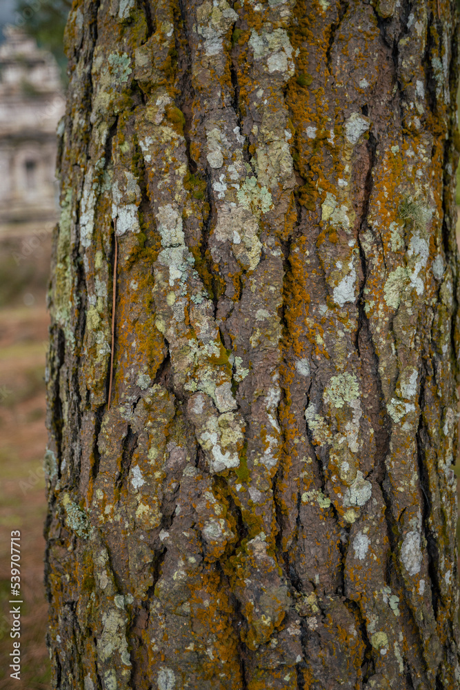Close up photo of texture tree trunk of tropical forest Indonesia. The photo is suitable to use for nature background, botanical poster and advertising.