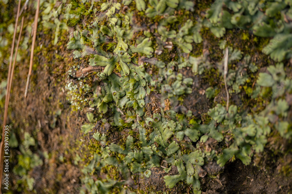 Close up of moss and wild plant when spring season. The photo is suitable to use for nature background, botanical poster and advertising. Close up of moss and wild plant when spring season. The photo is suitable to use for nature background, botanical poster and advertising.