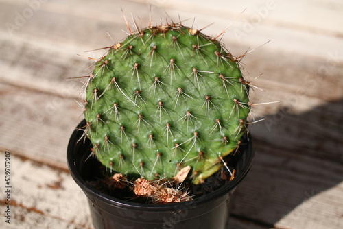 Opuncja ciernista Opuntia erinacea var. utahensis  photo