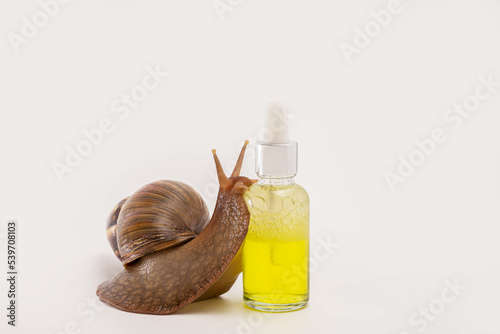 Snail Achatina. Natural organic cosmetics. Skin care cosmetics with Snail mucus