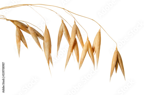 Oats grain set isolated on white background