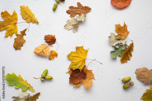 White background with yellow autumn leaves top view