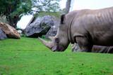 profil du rhino