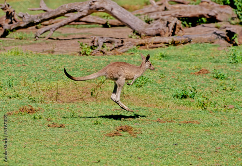 Eastern grey kangaroo