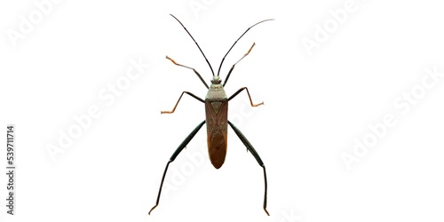 From Thai-Coreoidea is a superfamily of intelligent insects in Pentatomomorpha infraorder against leaf beetles and their allies are more than 3,300 individuals. photo