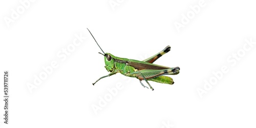 green grasshopper isolated on white background