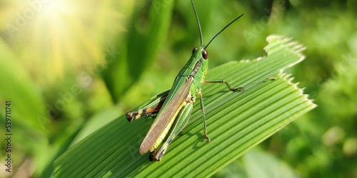 grasshopper on the grass