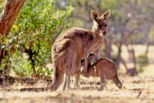 The eastern grey kangaroo (Macropus giganteus) is a marsupial found in the eastern third of Australia, with a population of several million photo