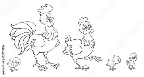 Chicken family. Cockerel, hen and three funny chickens. In cartoon style. Black and white picture for coloring book. Isolated on white background. Vector illustration.