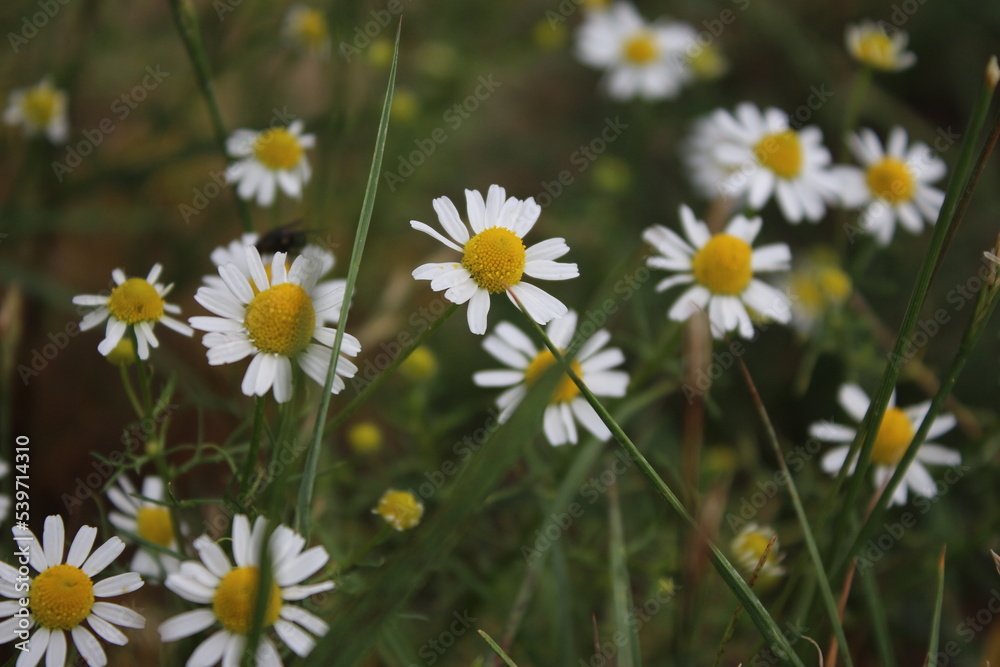 Kamille ist eine Heilpflanze. Feldblumen aus nächster Nähe. Weiße Blüten auf der Wiese. Agrarland. Grün im Hintergrund. Weiße Blütenblätter. Gelbes Staubblatt. Natürlichen Umgebung. Duftkräuter. Kamille ist eine Heilpflanze. Feldblumen aus nächster Nähe. Weiße Blüten auf der Wiese. Agrarland. Grün im Hintergrund. Weiße Blütenblätter. Gelbes Staubblatt. Natürlichen Umgebung. Duftkräuter.