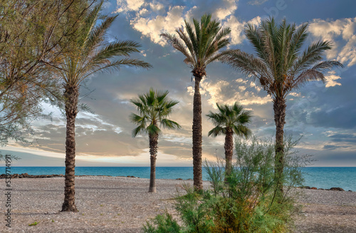 Palm trees against the sky during sunset, Spain © waupee