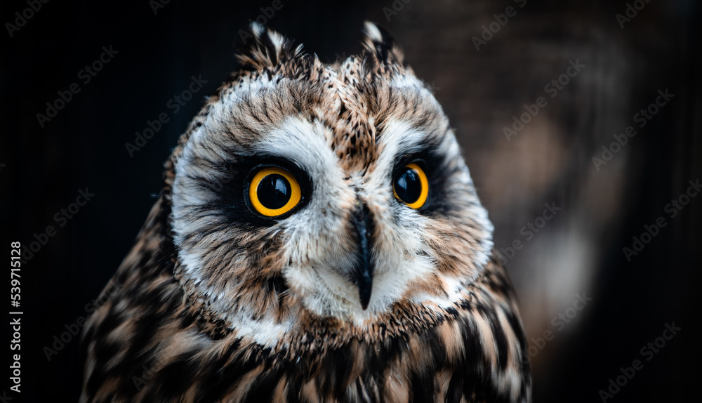 Obraz premium Short-eared owl (Asio flammeus) portrait in an aviary, close-up