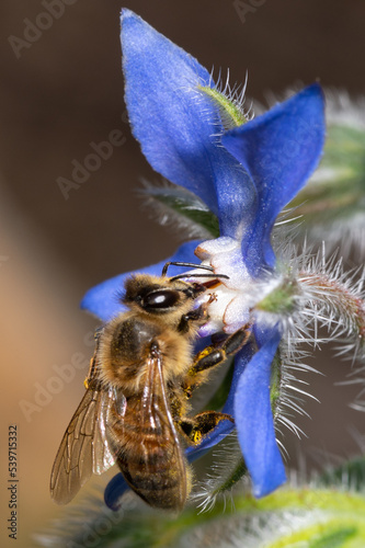 Apis mellifera - Western Honey Bee - Abeille européenne sur Borago officinalis - Borage - Bourrache officinale