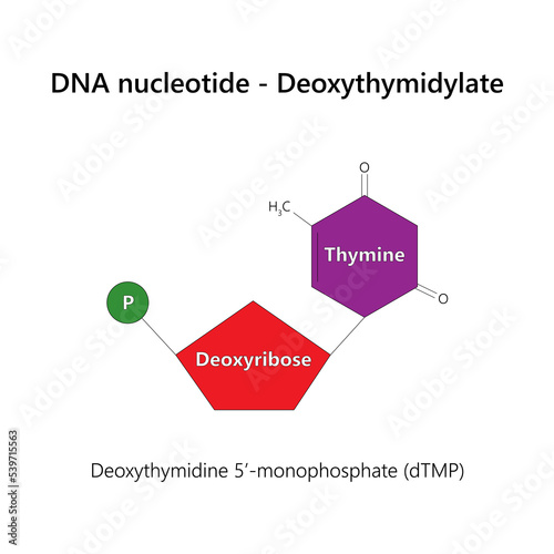 DNA nucleotide (deoxyribonucleotide) - Deoxythymidylate.	 photo