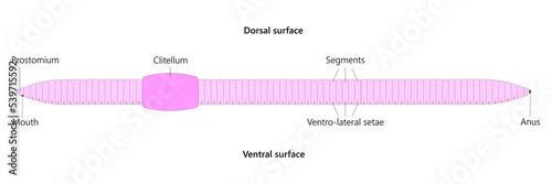 Earthworm is a segmented worm, an invertebrate of the phylum Annelida.	