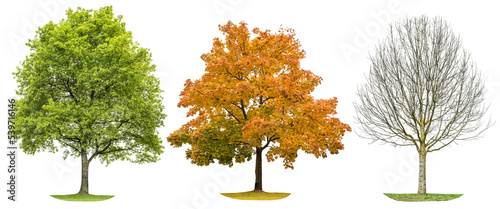 Tree silhouette isolated Spring summer autumn winter