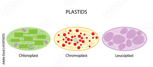 Plastids (chloroplast, chromoplast, leucoplast)	 photo