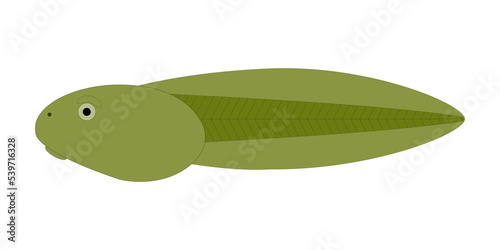 Tadpole is the larval stage in the life cycle of an amphibian.	