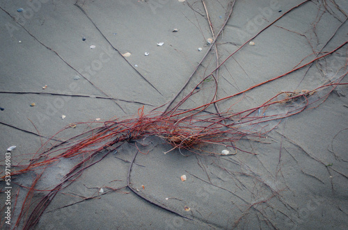 Lunghi filamenti doi alghe rosse sulla spiaggia di Pellestrina, isola della laguna di Venezia