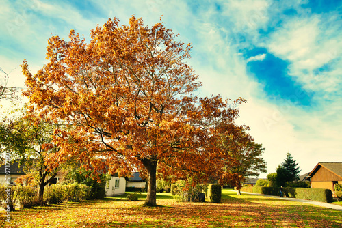 autumn in the park