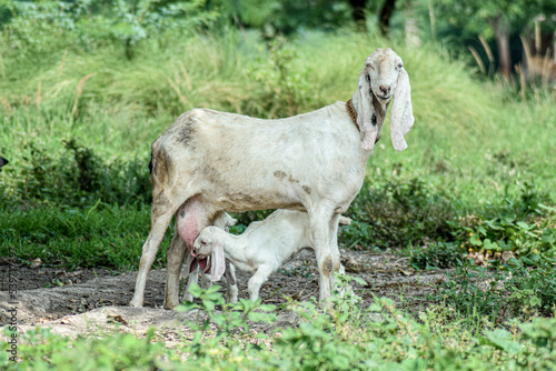 Goat milking 