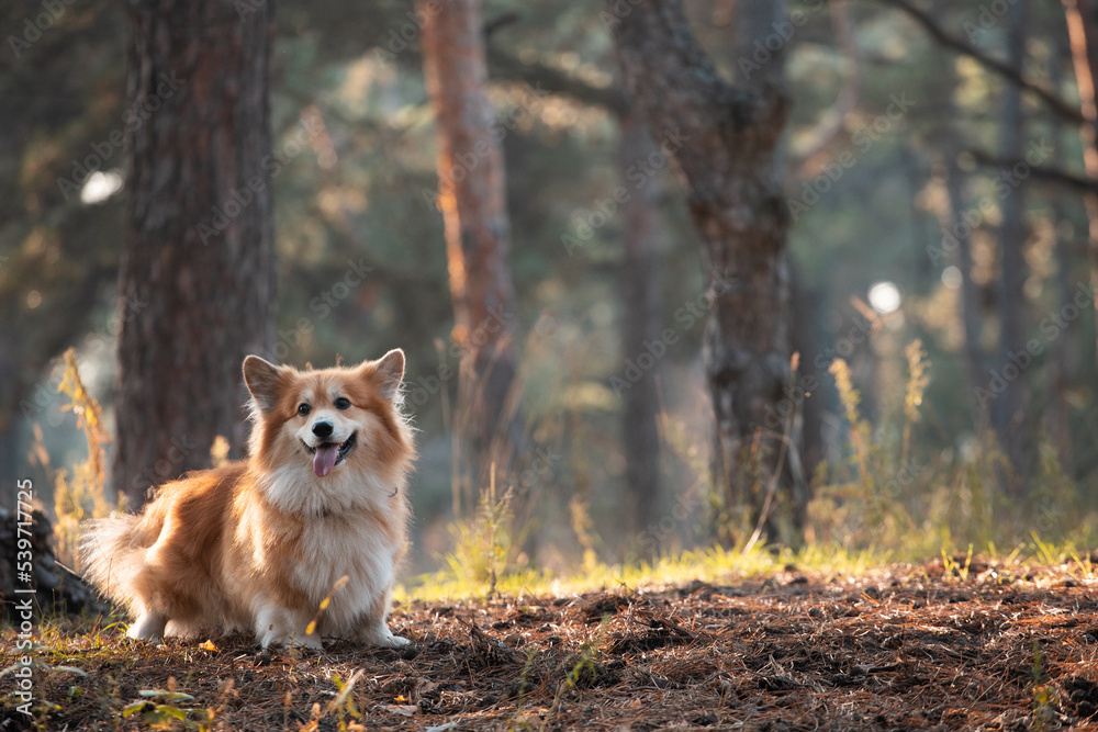 corgi fluffy portrait