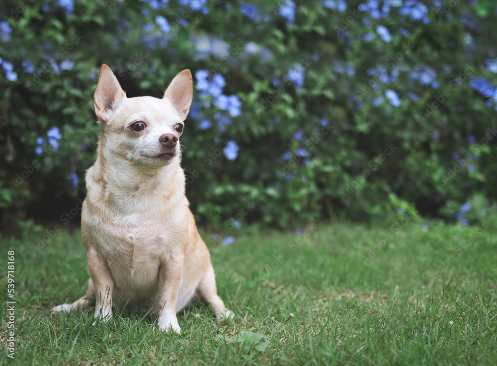 brown short hair  Chihuahua dog sitting on green grass in the garden with purple flowers blackground, looking away, copy space.