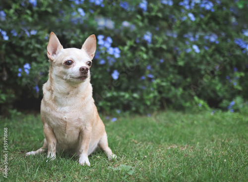 brown short hair  Chihuahua dog sitting on green grass in the garden with purple flowers blackground, looking away, copy space. © Phuttharak