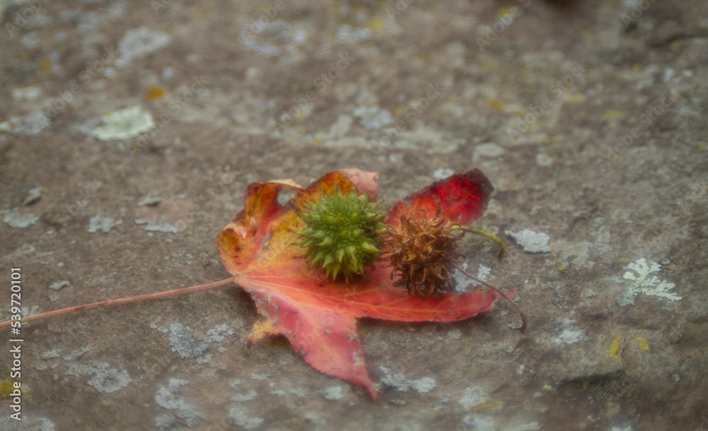 Autumn background, Sweet gum leaf and fruit