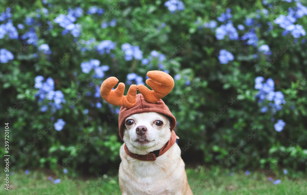  brown Chihuahua dog wearing reindeer horn hat, sitting on green grass in the garden with purple flowers, copy space. Christmas and New year.