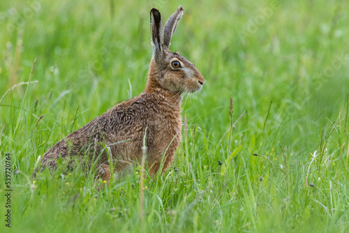 The European hare, also known as the brown hare, is a species of hare native to Europe and parts of Asia. It is among the largest hare species and is adapted to temperate, open country. © ND STOCK