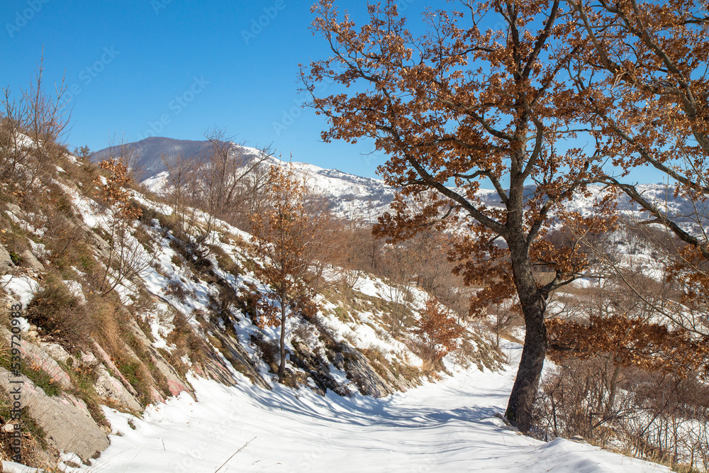 snowy mountain forest in the park of Matese Italy