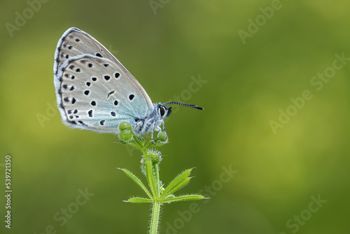 Phengaris arion butterfly (Large Blue) or Maculinea arion on a purple flower trying to walk over photo