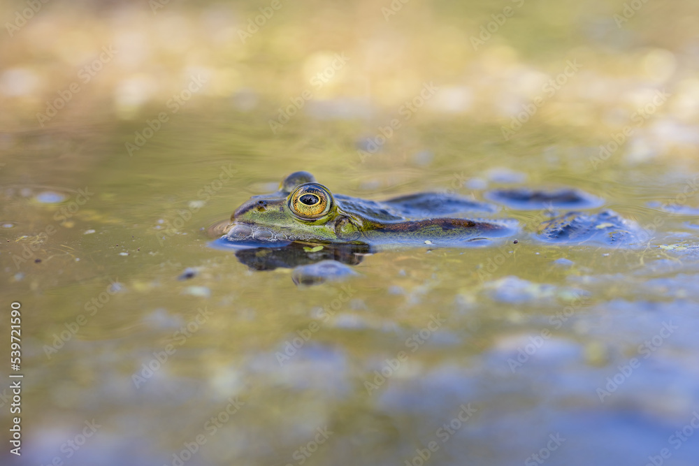 Fototapeta premium Male moor frogs turn into a bright blue at mating time. So they want to impress the females. It is a fantastic natural spectacle. Concept: animals and mating
