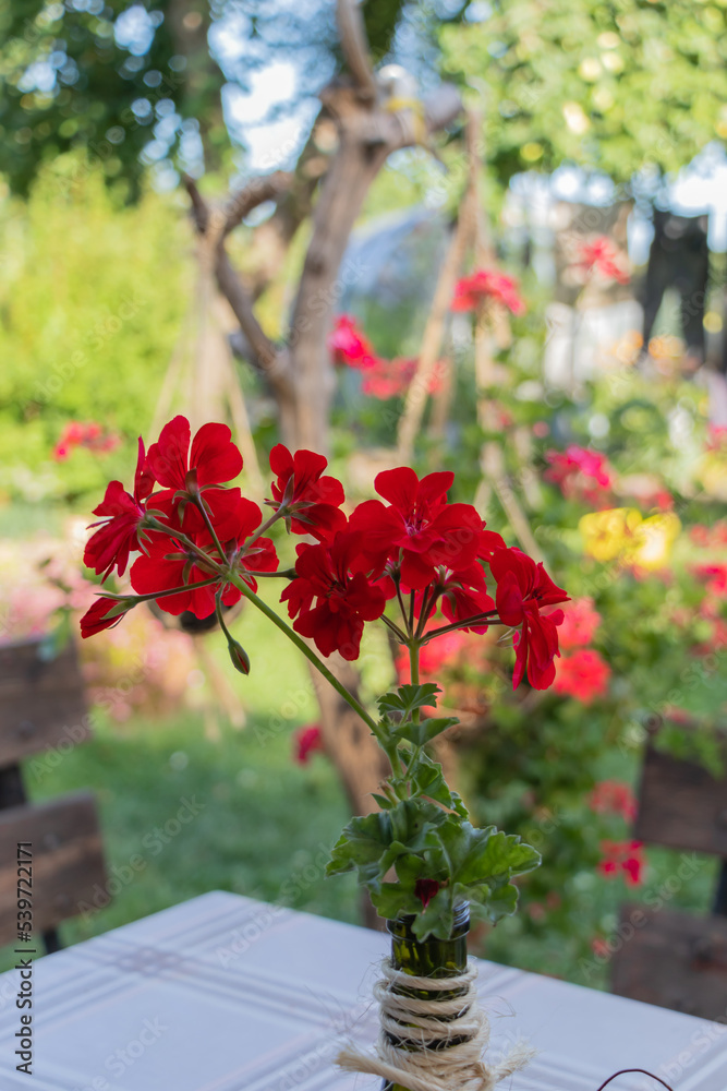 Geranium, biennial, and perennial plants that are commonly known as geraniums or cranesbills. Red flower plant with small green leaves. blurred background with garden, furniture, apple tree 