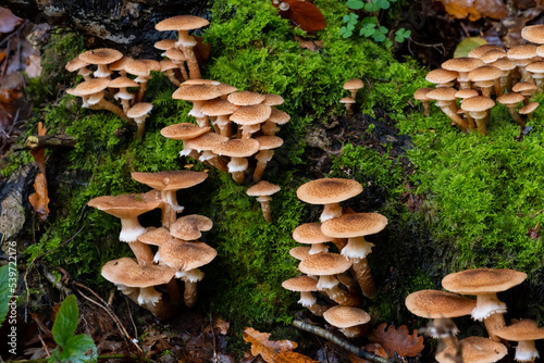 Tufts or clumps of Physalacriaceae, a family of fungi in the order Agaricales with agaric shaped fruitbodies. Mushrooms growing on wooden mossy rests of a cut tree in forest in Iserlohn Germany.
