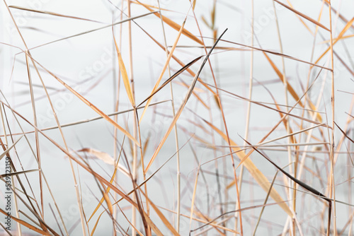 Minimal nature pattern, close up natural stems and leaves texture background, wild grass reeds as natural wallpaper, aesthetic nature wild plants, pastel colors, neutral tones landscape