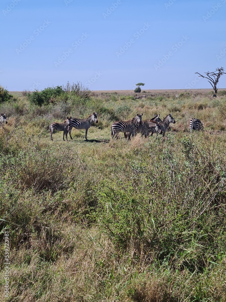Fototapeta premium African Buffalo in National Park, Tanzania. Safari in Africa
