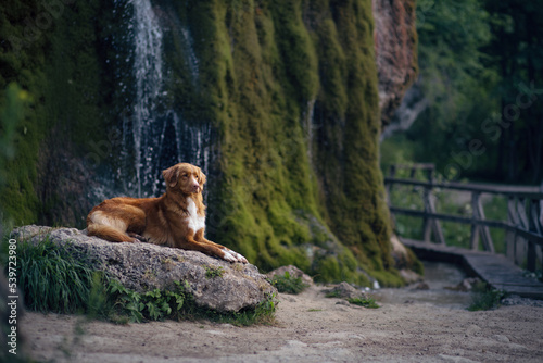 dog at the waterfall. Nova Scotia Duck Tolling Retriever lies on a stone